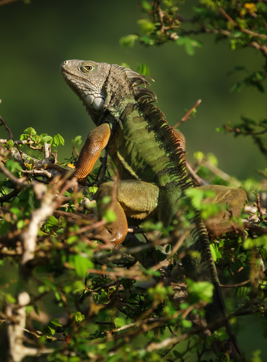 Exotic reptile pets sale
